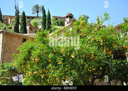 Orange Tree, village perché de Deia, Deia, Mallorca (Municipalité) Majorque, Iles Baléares, Espagne Banque D'Images