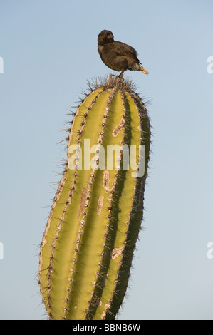 Petit rez-de-finch (Geospiza fuliginosa) mâle adulte, perché sur Cactus candélabres (Jasminocereus thouarsii) Punta Moreno Isabela Banque D'Images