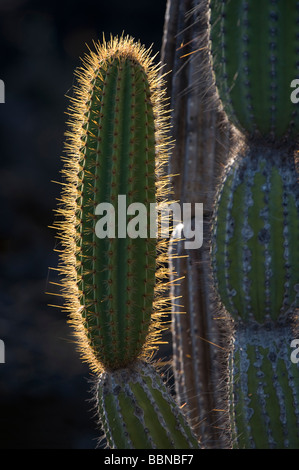 Cactus candélabres (Jasminocereus thouarsii) Punta Moreno île Isabela Equateur Galapagos Océan Pacifique Amérique du Sud Banque D'Images