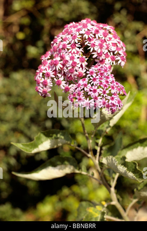 Hadrosoma pericallis fleurs. L'une des plantes les plus rares au monde. Banque D'Images