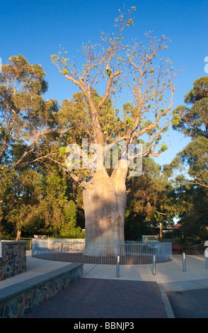 Boab Tree à King's Park, Perth, Australie occidentale. Banque D'Images