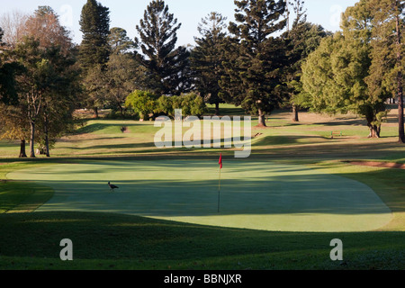 Marchant sur un oiseau vert sur un terrain de golf. Birdie. Durban, Afrique du Sud. Banque D'Images