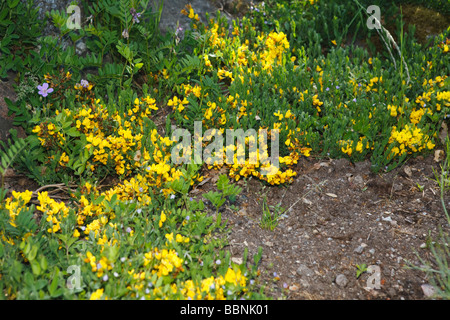 Balai prostré, Krypginst (Cytisus decumbens) Banque D'Images