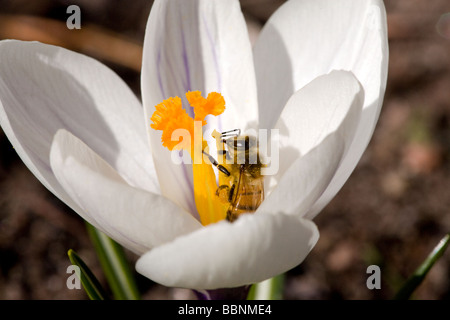 Vårkrokus au printemps, crocus (Crocus vernus) Banque D'Images