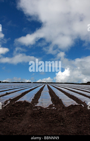 L'agriculture en doublure à Pembrokeshire permet de réchauffer le sol pour le semis précoce Banque D'Images