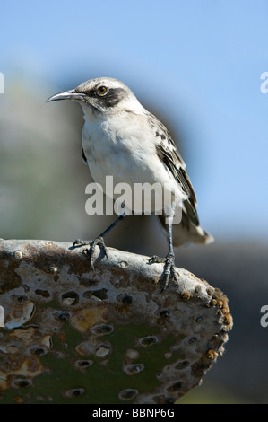 Mockingbird Galapagos (Nesomimus parvulus parvulus) perché sur giant cactus (Opuntia hellerii) pad Genovesa Banque D'Images