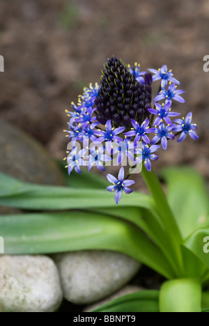 CLOSE-UP DE SCILLA PERUVIANA Banque D'Images