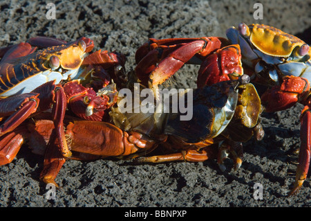 Deux Crabes Sally Lightfoot (Grapsus grapsus) manger de la chair de sa propre espèce Punta Espinosa Équateur Galapagos Fernandina Banque D'Images