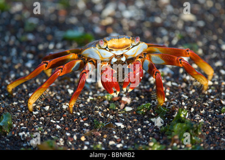 Sally Lightfoot Crab (Grapsus grapsus) manger des algues, Punta Tortuga Negra Isabela Equateur Galapagos Océan Pacifique Amérique du Sud