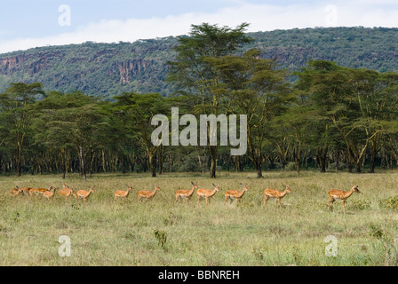 Troupeau d'impalas femelles dans une ligne Aepyceros melampus le parc national de Nakuru Kenya Afrique de l'Est Banque D'Images