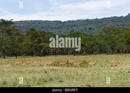 Troupeau d'impalas femelles dans une ligne Aepyceros melampus le parc national de Nakuru Kenya Afrique de l'Est Banque D'Images