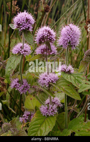 Menthe aquatique Mentha aquatica Lamiaceae UK Banque D'Images