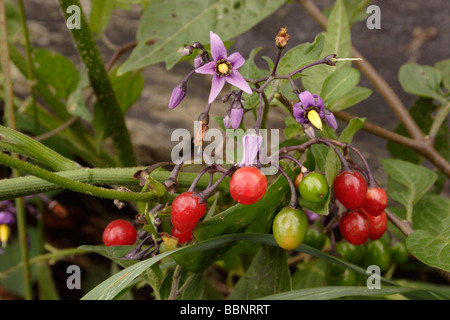 Solanaceae Solanum dulcamara douce-amère en fleurs et fruits UK Banque D'Images