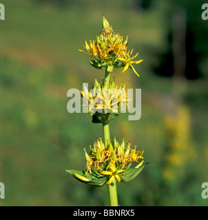 Gentiane jaune (Gentiana) Massif du Sancy. Departement Puy-de-Dôme. Région Auvergne. La France. L'Europe. Banque D'Images