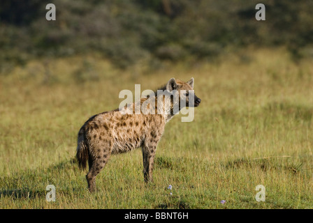 L'Hyène tachetée Crocuta crocuta le parc national de Nakuru Kenya Afrique de l'Est Banque D'Images