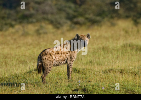 L'Hyène tachetée Crocuta crocuta le parc national de Nakuru Kenya Afrique de l'Est Banque D'Images