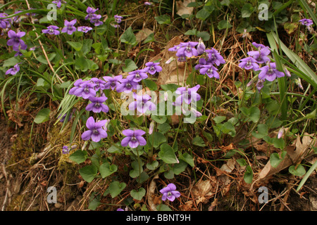 Violette Viola riviniana chien commune Violaceae UK Banque D'Images