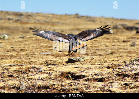 L'Éthiopie Afrique montagnes de balle buzzard Buteo rufofuscus augurer de bon augure Banque D'Images
