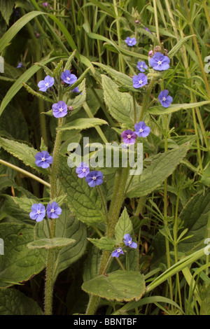 Orcanette vert Pentaglottis sempervirens Boraginaceae naturalisé par une route UK Banque D'Images