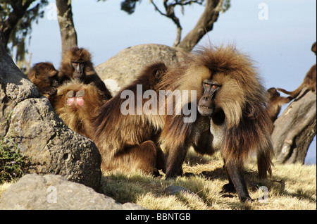 L'Éthiopie Afrique singe Gélada montagnes du Simien Theropithecus gelada dominent l'homme Banque D'Images