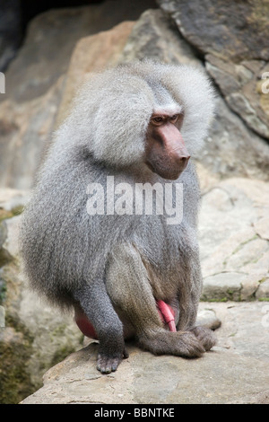 Macaque japonais Macaca fuscata - Banque D'Images