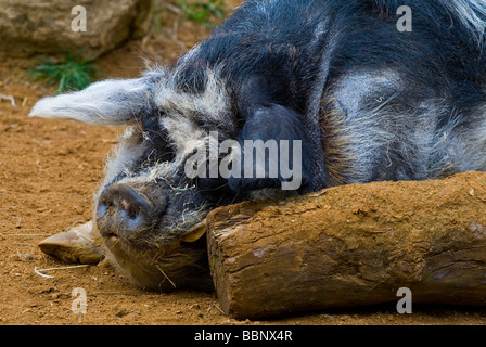 L'Kunekune est une petite race de porc domestique de Nouvelle-zélande photographié endormie à côté d'un log Banque D'Images