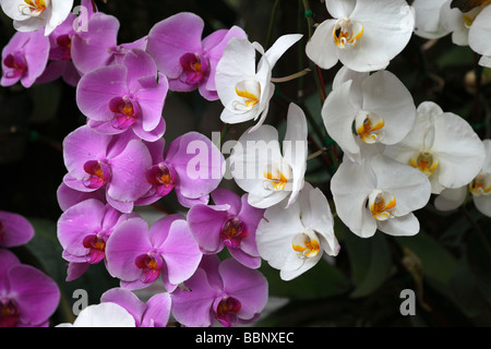 Orchidées Banque D'Images