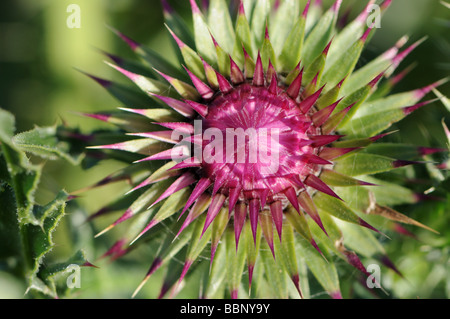 Hoche (musk) thistle bud Banque D'Images
