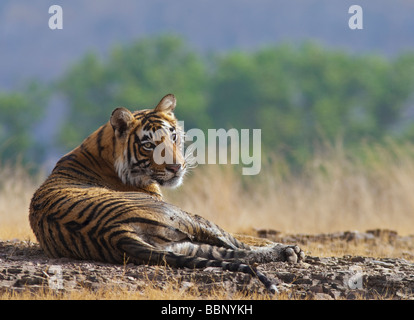 Tigre du Bengale (Panthera tigris tigris) couché sur une plaine. Parc national de Ranthambore, Inde Banque D'Images