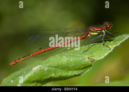 Grand mâle (Pyrrhosoma nymphula demoiselle rouge) Banque D'Images