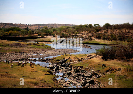 Rivière paysage avec agneaux dans un désert inspire l'image nostalgique en paix belle journée ensoleillée la vie sauvage horizons Banque D'Images