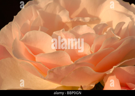 White rose délicate Banque D'Images