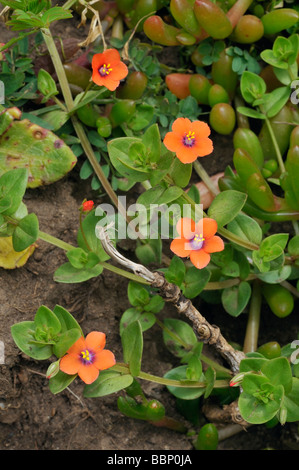 Mouron Rouge Anagallis arvensis Banque D'Images