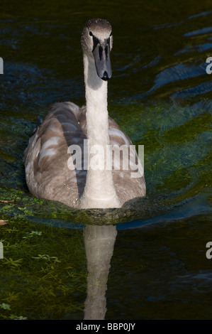 Cygne tuberculé juvénile Banque D'Images