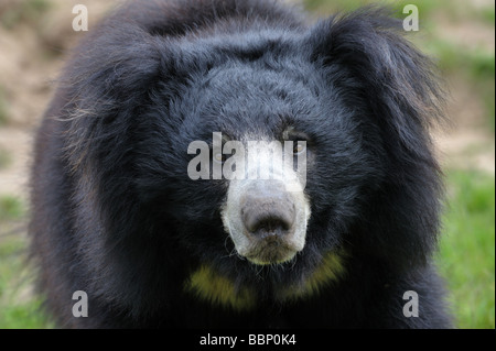 Près d'un ours regardant la caméra Melursus ursinus Banque D'Images