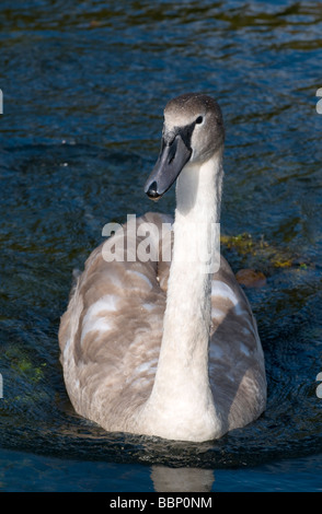 Cygne tuberculé juvénile Banque D'Images