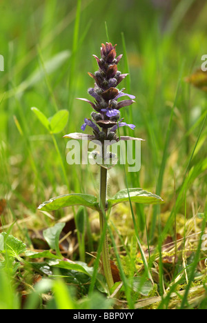 - Ajuga reptans bugle Banque D'Images