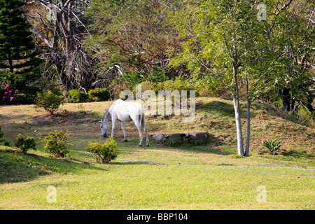 Cheval blanc au jardin d'une maison de campagne des animaux du Pacifique sauvage magnifique Banque D'Images