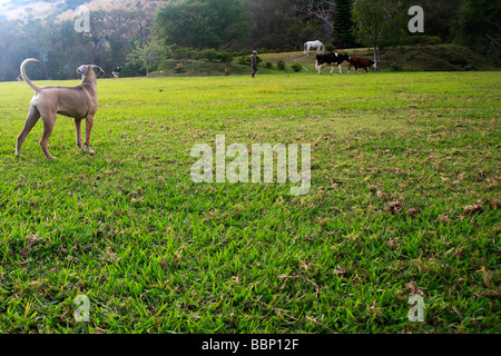 Cane Corso femelle jeune chien avec une vache et des chevaux en campagne email maison avec un grand jardin beaucoup d'arbres tous les animaux gratuitement Banque D'Images
