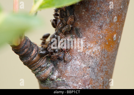 Ant Le Jardin noir (Lasius niger) psylles (Cacopsylla pyri traire, appelée psylle du poirier ou poirier européen sucker) Banque D'Images