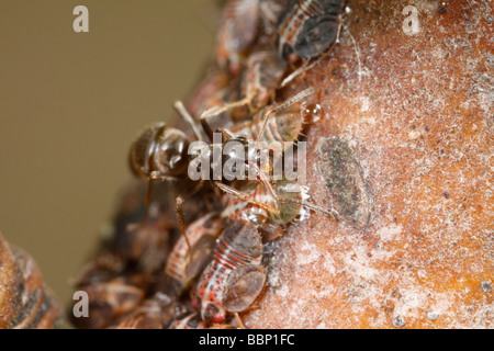 Ant Le Jardin noir (Lasius niger) psylles (Cacopsylla pyri traire, appelée psylle du poirier ou poirier européen sucker) Banque D'Images