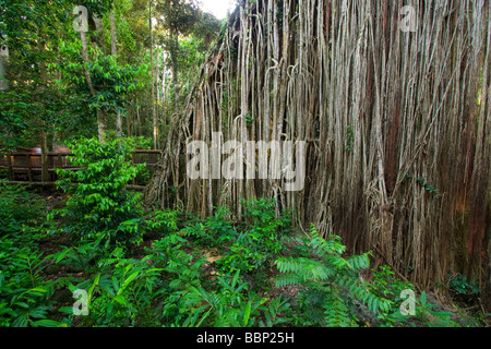 Le rideau Fig Tree à la périphérie de la petite ville de Playa Del Carmen est l'une des attractions touristiques de Queensland s'emblématique Banque D'Images