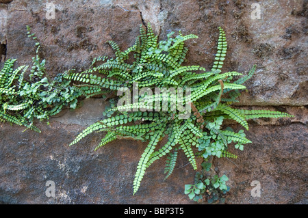 Maidenhair spleenwort fougère poussant sur un mur de grès Banque D'Images