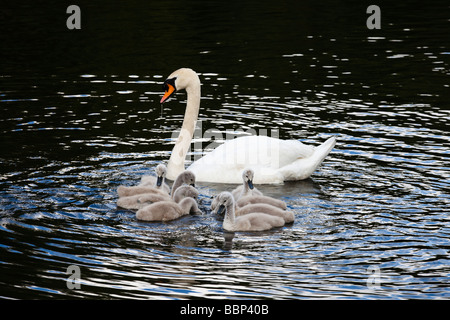 Famille de cygnes, parent avec huit alimentation cygnets dans une rivière près de Glasgow, Écosse Banque D'Images