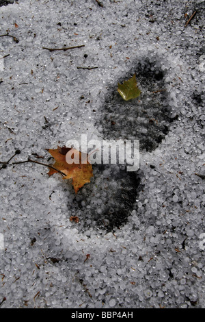 Les deux traces de pas dans la neige sur street Banque D'Images