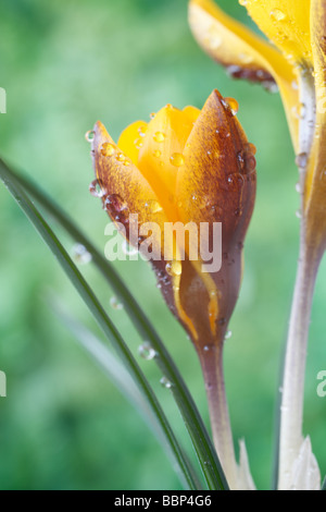 Crocus chrysanthus 'Zwanenburg Bronze' AGM Banque D'Images