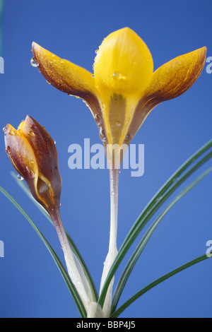 Crocus chrysanthus 'Zwanenburg Bronze' AGM fleurs ouvertes et fermées. Banque D'Images