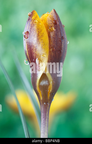 Crocus chrysanthus 'Zwanenburg Bronze' AGM Banque D'Images