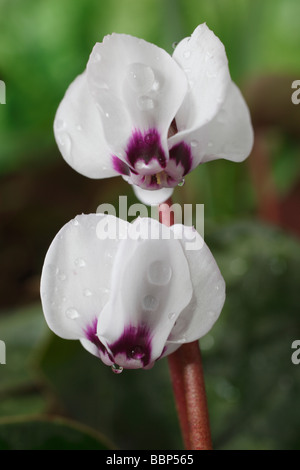 Cyclamen coum subsp. coum f. pallidum 'Album' (Sowbread) Banque D'Images
