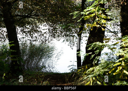 SAINT-BONNET ÉTANG, forêt de Troncais, Allier (03), FRANCE Banque D'Images